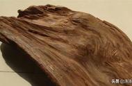 沉香木的奇妙形成过程：一种珍稀木材的秘密