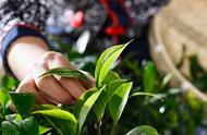 农残绿茶：是否可以安心饮用？新茶与陈茶的辨识之道