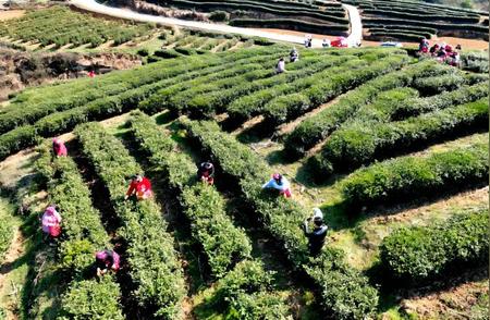 南江春茶：八万亩新芽即将丰收