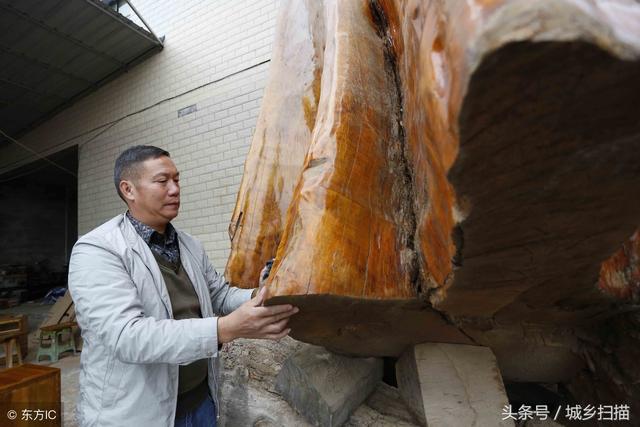 贵州发现一棵4300岁金丝楠，可惜已遭雷击，专家鉴定价值1000万