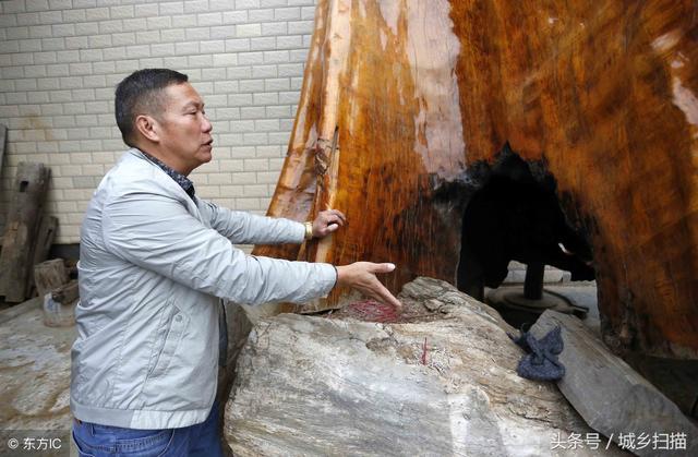 贵州发现一棵4300岁金丝楠，可惜已遭雷击，专家鉴定价值1000万